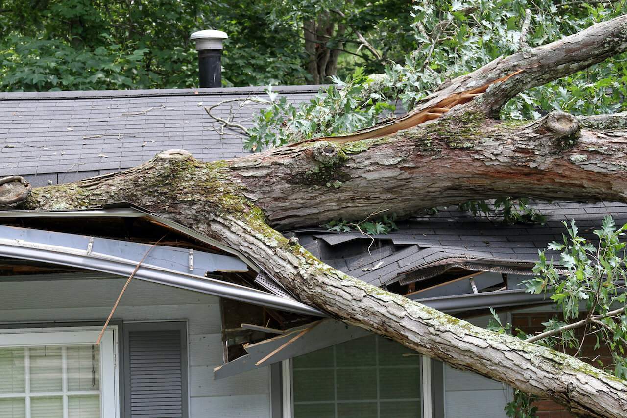 Tree on Roof